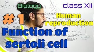 Function of sertoli cell1 [upl. by Bart]