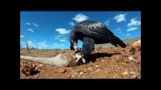 Eagles VS Kangaroo road kill [upl. by Ahto]