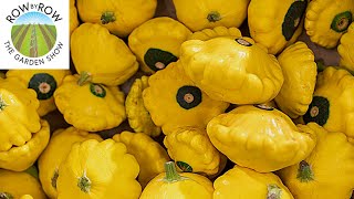 The MOSTPRODUCTIVE and DISEASERESISTANT SUMMER SQUASH VARIETIES [upl. by Enomyar]