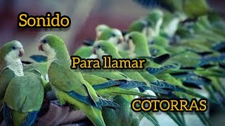 SONIDO DE COTORRAS 🦜 sound for birds  Llamarse entre si [upl. by Haland283]