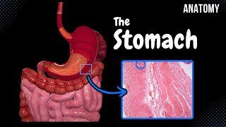 Stomach Anatomy Topography External Features Parts Layers [upl. by Awra]