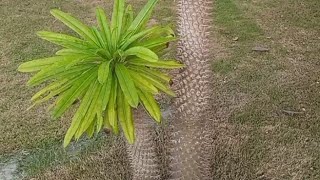 Madagascar Palm Tree care nature plants [upl. by Panayiotis]