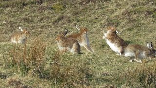 Mad March hares on Rathlin Island [upl. by Meri]