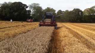 Ransomes 902 combine at work 2013 [upl. by Anecuza]