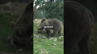 Faszinierende Grizzly Bären tierliebe facts naturshortsyoutube doku tiere baer grizzly [upl. by Royal700]