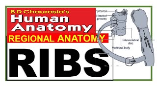 Chp 13  RIBS  Costal Cartilages  Bones of Thorax  Chest Wall  Thoracic Cage  Dr Asif Lectures [upl. by Neelyaj]