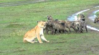 Hyenas surround Lioness and laugh [upl. by Let928]