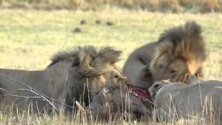 Warthog killed by lions in Pilanesberg Game Reserve [upl. by Riem707]