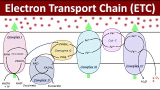 Electron Transport Chain  Mitochondrial Respiration  Biochemistry Basics [upl. by Resiak]