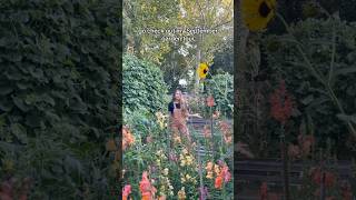 Mini September Garden Tour backyardhomestead backyardgardening homegrown gardening growyourown [upl. by Orelu]