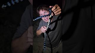 Blue Sea Krait Venomous [upl. by Ackler]