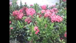 Beautiful garden of red ixora flowers they are very pretty Nature amp Animals [upl. by Hamfurd]