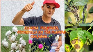 Elimina plagas cochinillas pulgones en tus plantas con jabón [upl. by Ylla323]