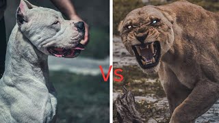 Cougar vs Dogo Argentino  Could This Dog Hunt Wild Cats [upl. by Enitsirhk440]