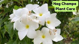 Nag champa Plumeria Pudica plant care  Get more flowers on nag champa plant [upl. by Estus]