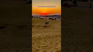 Hamara jaisalmer Dubai se kam nhi hejaisalmer desert camelride safari sanddunes travel [upl. by Niai]