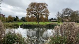 English oak by Abbey lake  October 2024 [upl. by Iclek]