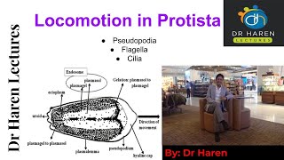 Locomotion in Protista [upl. by Macomber125]