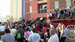 Budweiser Clydesdales Visit Batson Childrens Hospital Appear in Zippity Doo Dah Parade [upl. by Macfadyn]