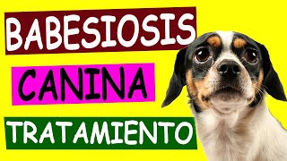 BABESIOSIS CANINA Causas y Tratamiento [upl. by Stoneham]