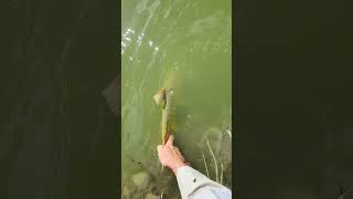 Yellowfish release fishing flyfishing catchandrelease [upl. by Ahsoj]