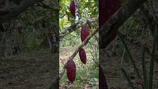 Rodeando la huerta de cacao amazonia tena [upl. by Koval]