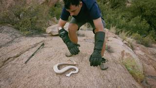 In the kingdom of the rattlesnake  Snake tracker [upl. by Wilbur]