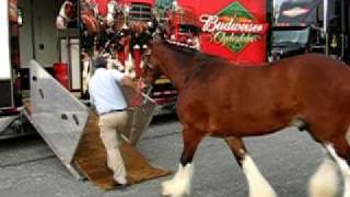 Loading The Budweiser Clydesdales Into The Trailer [upl. by Hunfredo664]