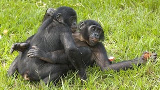 Surprising Truth About Chimpanzee Behavior [upl. by Elleret251]