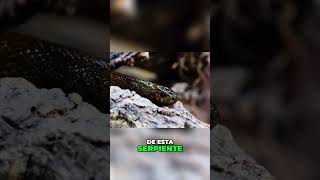 El Taipán La Serpiente Más Mortal de Australia sabiasque biodiversidad naturaleza curiosidades [upl. by Annaerdna]