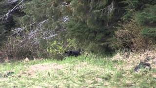 Intrepid Outdoors  Sitka Black Bear [upl. by Enialedam]