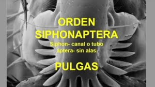 Orden siphonaptera Pulgas [upl. by Norret]