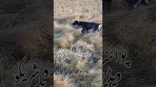 Pointer dog  dog lover training animals nature beautiful wildlife [upl. by Aeresed356]