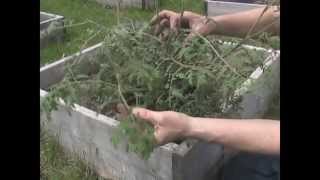 Planting the tomato plants [upl. by Ecnerual109]