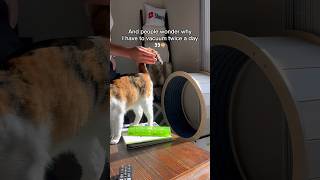 Easy cat hair removal technique 🙊 [upl. by Alemaj225]