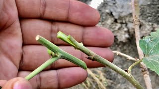 Cutting For Graft Branch Tree With Aloe Vera Gel  And Plastic Wrap On Branch Tree [upl. by Vivianne397]