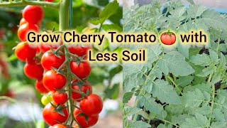 Growing Cherry Tomato 🍅 How to repot  How to fill Container with less Soil organicvegetablegarden [upl. by Anallese]