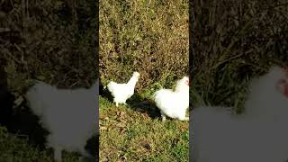 Bantam chickens free ranging homestead chickens bantams freerangechickens [upl. by Solberg305]