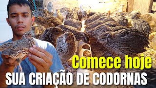 Como Iniciar uma Criação de Codornas em CASA Inicie sua Criação de codornas Com este método [upl. by Lyndsey]