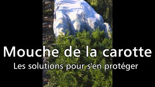 Mouche de la carotte les solutions pour sen protéger  Les 4 Saisons du jardin bio [upl. by Milt853]