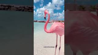 Facts about flamingos 🦩facts youtubeshorts animals flamingo [upl. by Azrim]