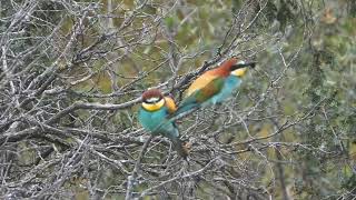 Merops apiaster  Abejaruco común  European Bee eater [upl. by Petuu]