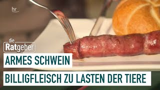 Armes Schwein – Billiges Fleisch zu Lasten der Tiere  Die Ratgeber [upl. by Binette]