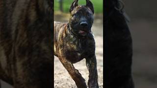 dogo Argentino vs presa canario  dogfactsinhindi [upl. by Nnylamme792]