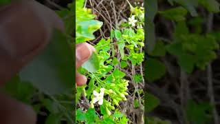 Clerodendrum phlomidisnewshort nature floweringplant youtubeshorts trending short [upl. by Bohannon]