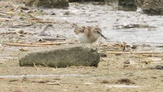 Little Stint  Lancashire  September 2024 [upl. by Cud]