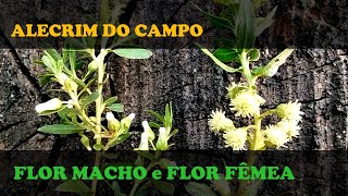 ALECRIM DO CAMPO e a FLOR MACHO e FLOR FÊMEA [upl. by Nosmirc921]