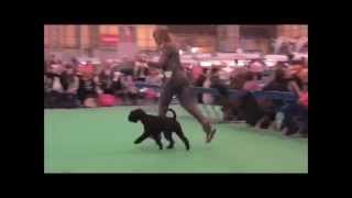 Black Standard Schnauzer  Crufts 2015 [upl. by Nahrut]