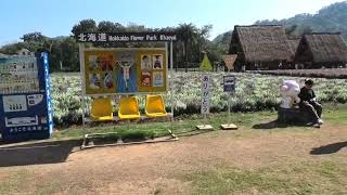 Hokkaido Flower Park Khaoyai [upl. by Gillead866]