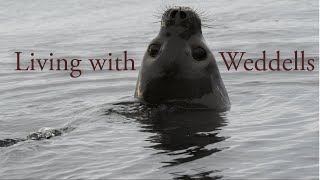 Weddell Seals line the pressure ridges of Scott Base [upl. by Utley]